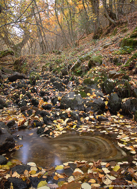 Hojas en el agua Hojas en el agua