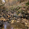 Hojas en el agua
