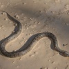 Culebra viperina