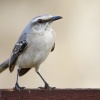 Cenzontle