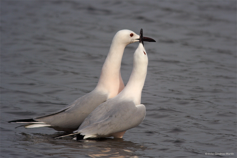 Gaviota picofina-2