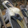 Pelicanos