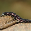 Luciernaga (hembra)