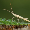 Hemiptero sobre helecho