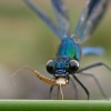 Cazador de los juncales