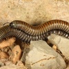 Diplopodos