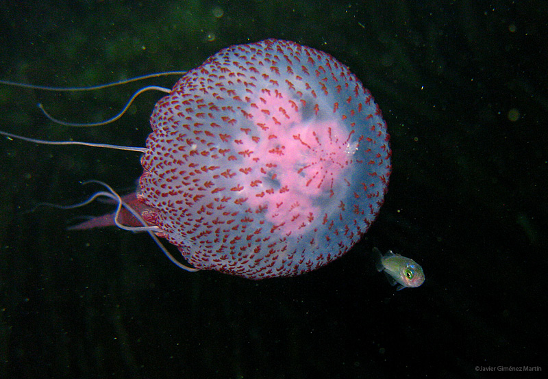 Pequeño atemorizado