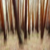 Pinos