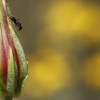 Primavera