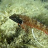 Tripterygion tripteronotus