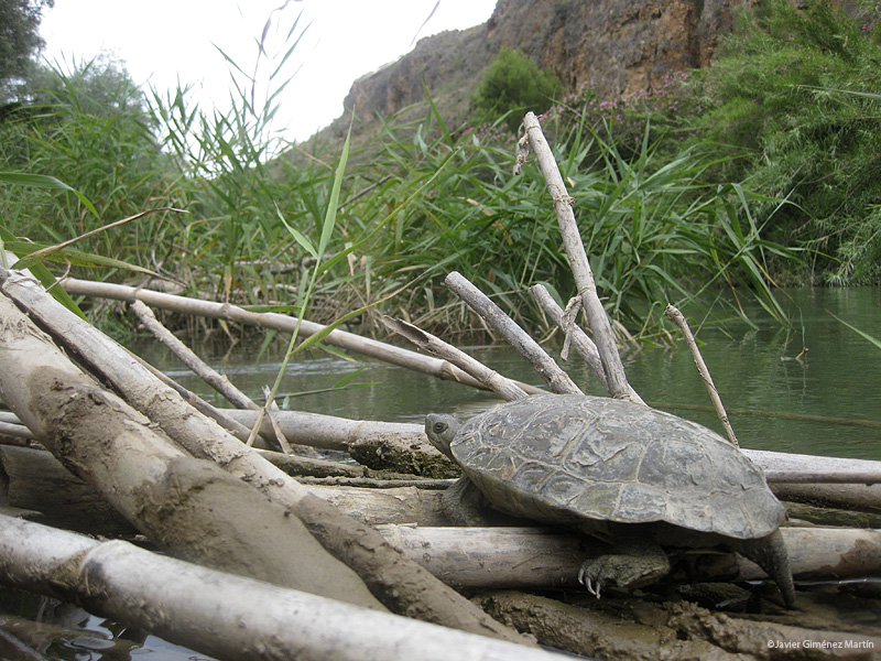 Galápago leproso
