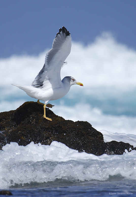 Gaviota patiamarilla