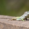 Lagarto ocelado macho