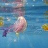 Medusas