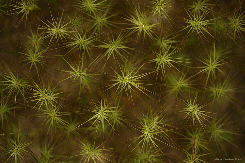 Estrellitas