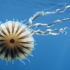 Chrysaora hysoscella