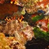 Biodiversidad Mediterranea