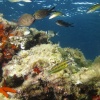 Miscelanea mediterránea