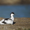 Avoceta
