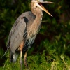 Garza ceniza