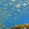 Amarillos en el azul