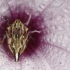 Sumergido en una flor