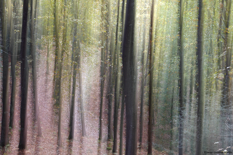 El bosque mágico