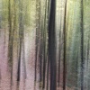 El bosque mágico