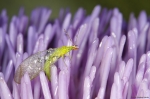 Crisopa sobre flor de alcachofa