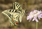 <I>Papilio machaon</i>