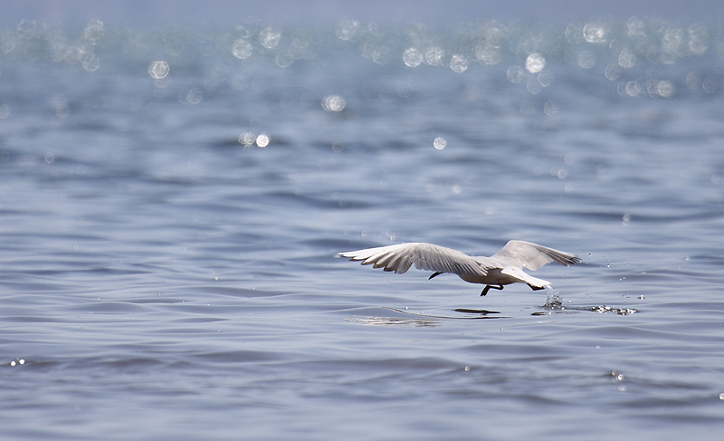 Gaviota picofina