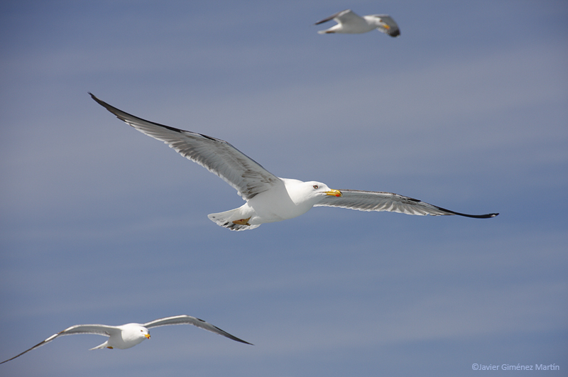 Gaviota patiamarilla-2