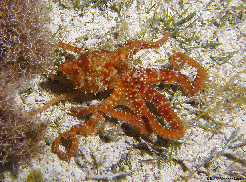 <i>Octopus macropus</i>