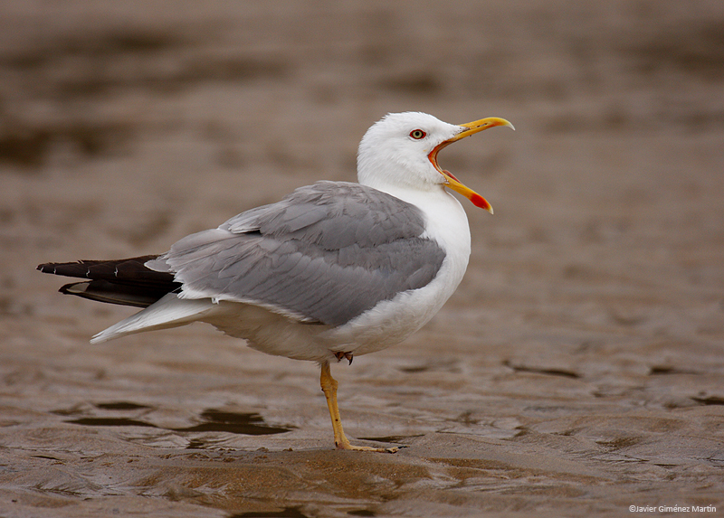 Gaviota patiamarilla-3