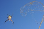 <i>Argiope bruennichi</i>