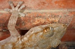Salamanquesa