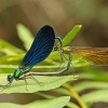 Cópula de <i>Calopteryx virgo</i>
