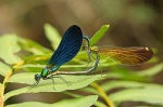 Cópula de <i>Calopteryx virgo</i>