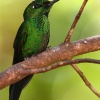 Heliodoxa jacula (macho). Costa Rica