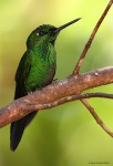 Heliodoxa jacula (macho). Costa Rica
