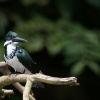 Chloroceryle amazona
