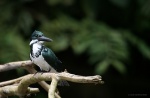Chloroceryle amazona