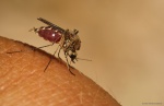 Mosquito