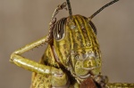 Retrato de saltamontes