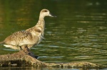 Cerceta pardilla