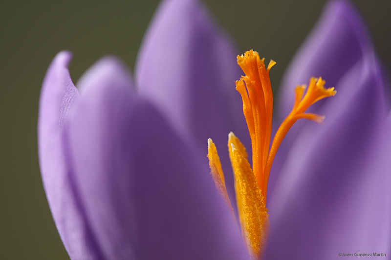 Crocus