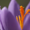 Crocus