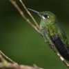 Heliodoxa jacula hembra. Costa Rica