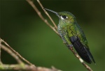 Heliodoxa jacula hembra. Costa Rica
