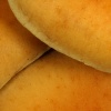 Hongos